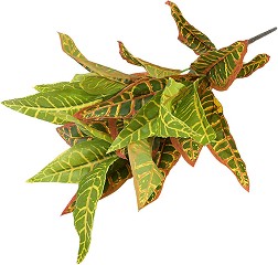   -  - 60 cm   Calathea L Mix - 