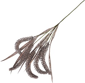   -  - 80 cm   Acorus - 