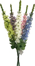   My Garden -    - 33 cm - 
