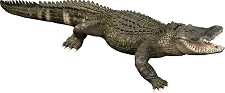 Фигурка на алигатор Papo - От серията Диви животни — 50254