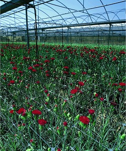      Nortene Trellinet - 