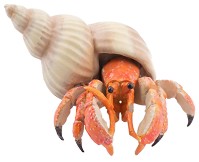 Фигурка на рак отшелник Papo - От серията Морски животни — 56054