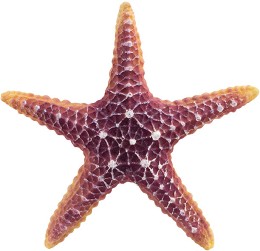 ��������� �� �������� Nobby Starfish - 16.5 / 16.5 / 5.5 cm - �������
