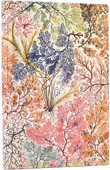 Тефтер Paperblanks Anemone - 9 × 14 см, с широки редове от колекцията William Kilburn