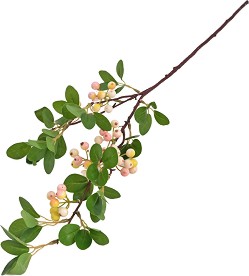  Hypericum -  - 80 cm - 