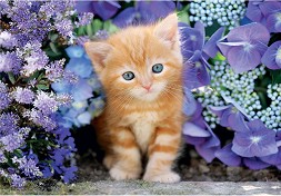 Коте - Пъзел от 500 части — Clementoni 35585