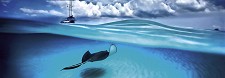 Скат - Панорамен пъзел от 75 части на Александър Фон Хумболт — Heye 29531