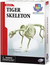 Сглоби си сам скелет на тигър - Eastcolight — 36003