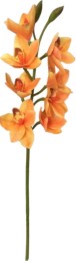   My Garden -   - 68 cm - 