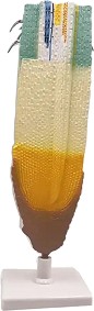    Gelsonlab - 