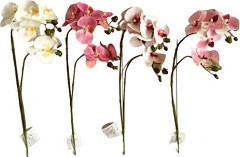   My Garden -   - 50 cm - 