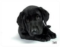    T'nB Dog