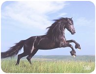    T'nB Horses