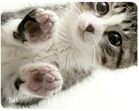    T'nB Kitty