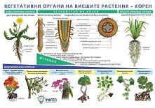 ������ ������ �����: ����������� ������ �� ������� �������� - ����� - �����